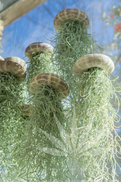 AquaBloom – Medusas de plantas de aire colgantes