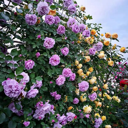 BloomVine – Wunderschöne Kletterrosensamen