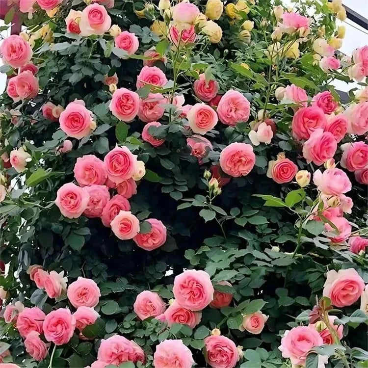 BloomVine – Wunderschöne Kletterrosensamen