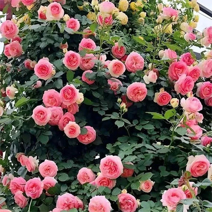 BloomVine – Wunderschöne Kletterrosensamen