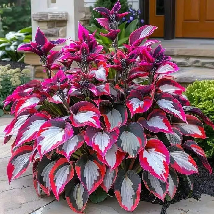 GardenÉlan – Seltene Hosta-Samen für Hausgärten (100 Samen)