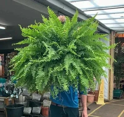 LeafLuxe – Helecho de Boston Artificial Realista con Protección UV