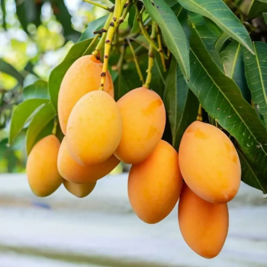 MangoMajesty – Kit de cultivo tropical