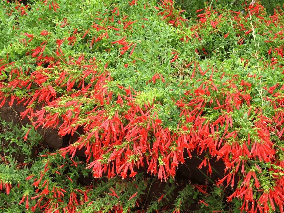 FloraAura "Alfombra de Colibríes" – Semillas de Epilobium garrettii Rainbow Burst