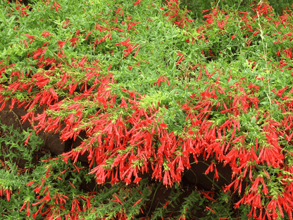 FloraAura "Alfombra de Colibríes" – Semillas de Epilobium garrettii Rainbow Burst