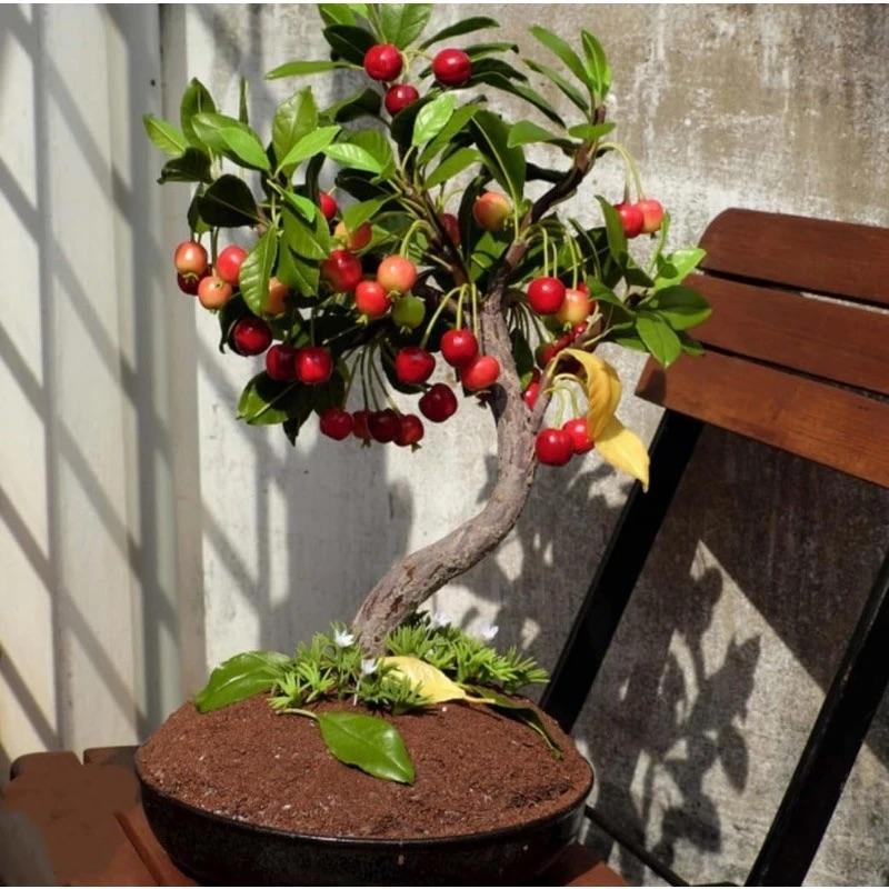 GardenDelight - Kit de Cerezo