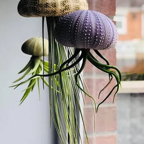 AquaBloom – Medusas de plantas de aire colgantes