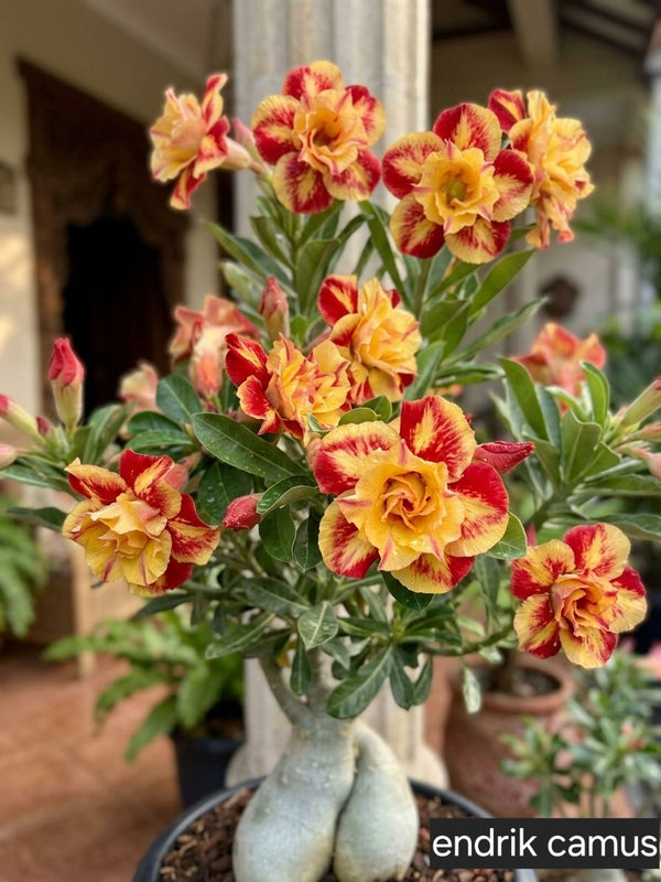 FloraOasis – Semillas de Adenium Premium