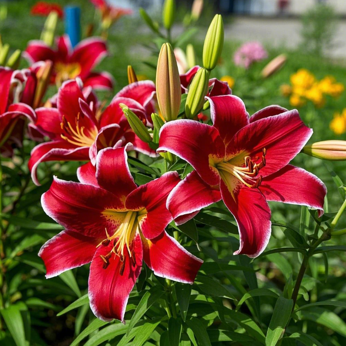 🌺Parfüm-Lilienzwiebeln – frisch und süß