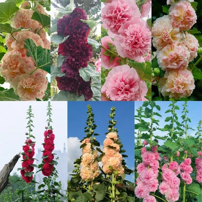 BloomMajesty – Premium-Stockrosensamen