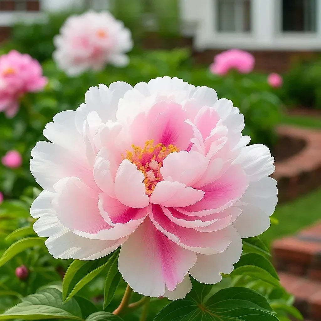 RoyalPetal – Peonías de jardín de lujo