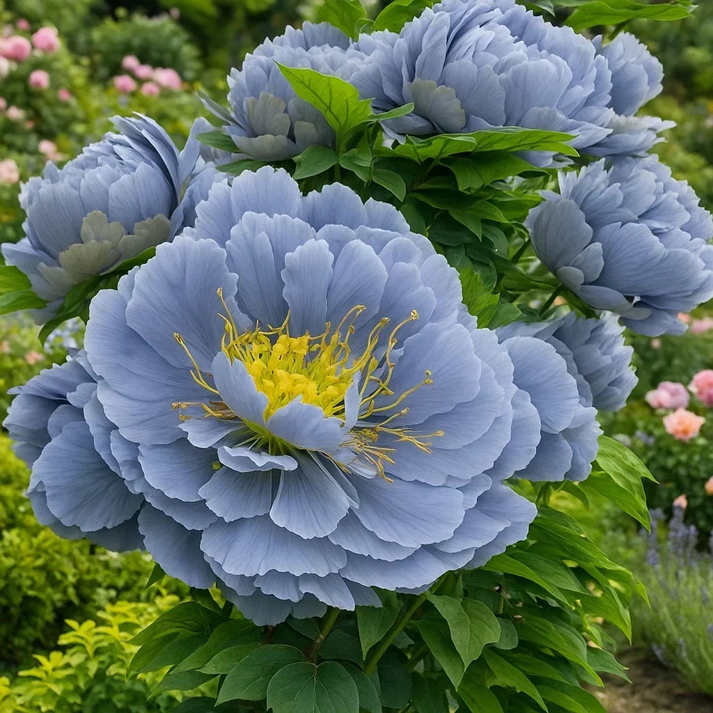 RoyalPetal – Peonías de jardín de lujo