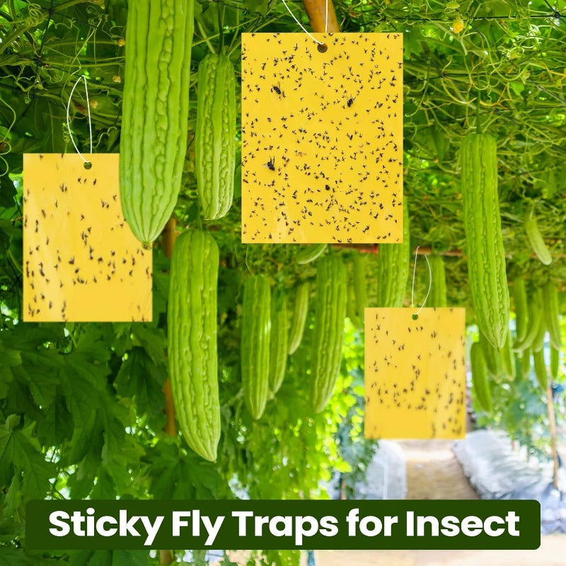 InsectLock – Trampas para plagas ultraadhesivas