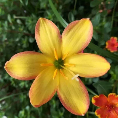 PetalBurst - Bulbos de Floración Rápida