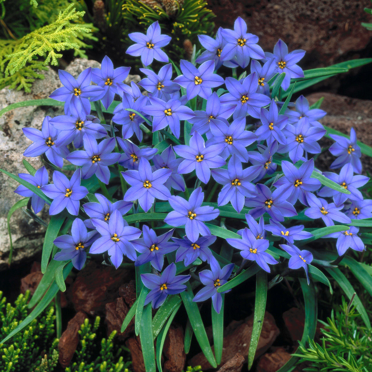 PetalBurst - Bulbos de Floración Rápida