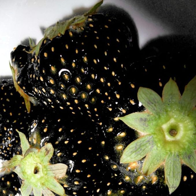 GardenCore – Seltene schwarze Erdbeersamen