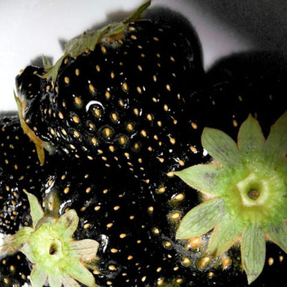 GardenCore – Seltene schwarze Erdbeersamen