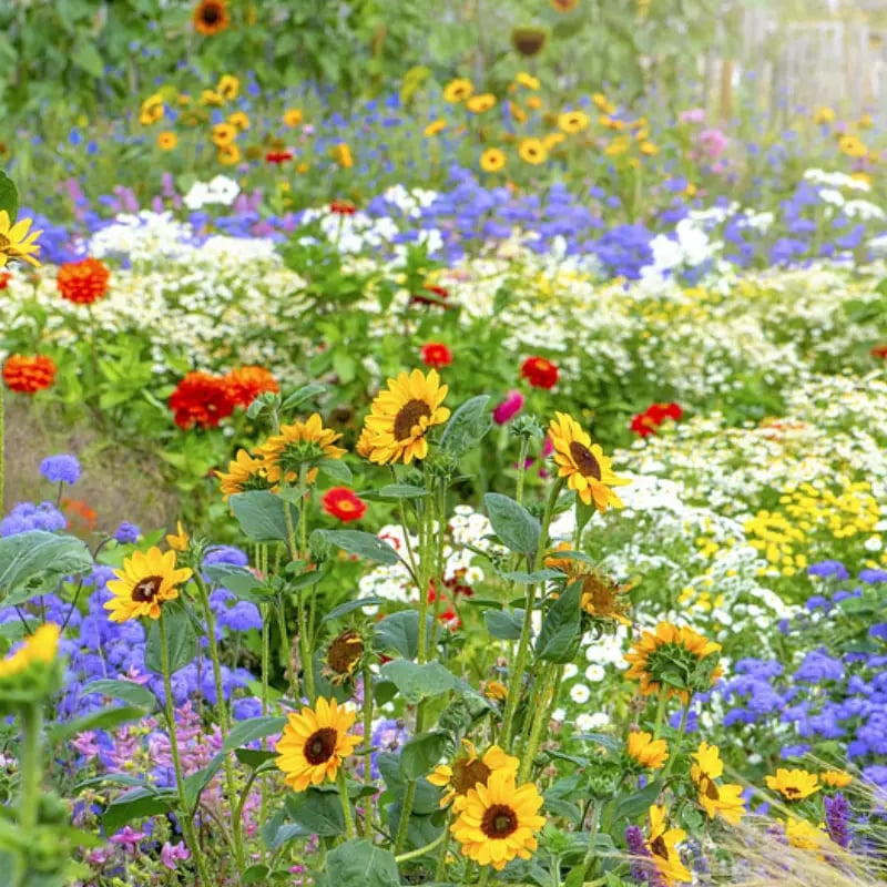 FloraBurst – Colección de semillas de flores perennes mixtas