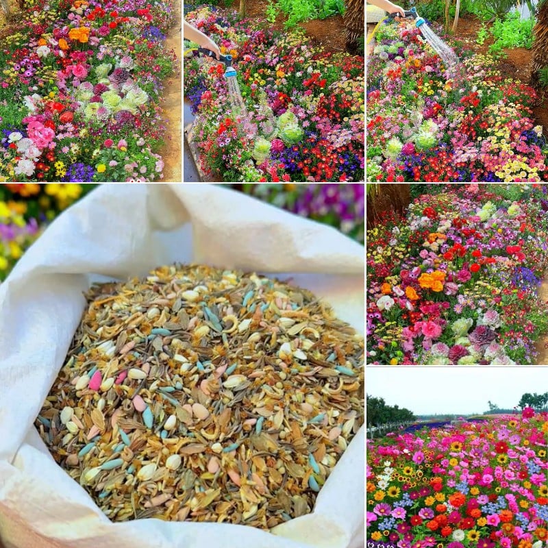 FloraBurst – Colección de semillas de flores perennes mixtas