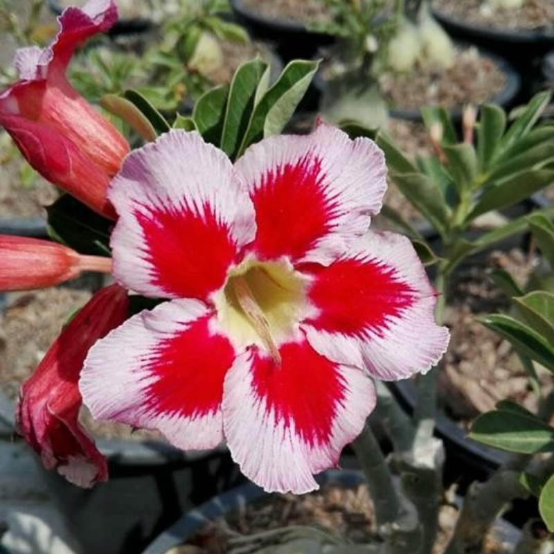 Jardín SunRose – Semillas de Flor del Desierto
