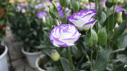 BloomRidge – Semillas de Lisianthus Perennes Resistentes