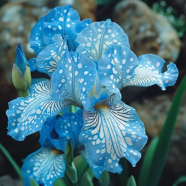 BloomAura – Exotische Hohe Bart-Schwertlilie