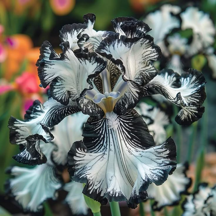 BloomAura – Exotische Hohe Bart-Schwertlilie