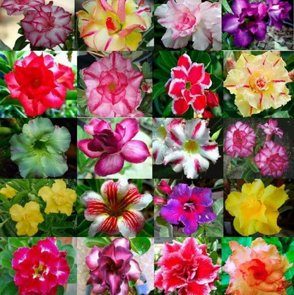 Jardín SunRose – Semillas de Flor del Desierto