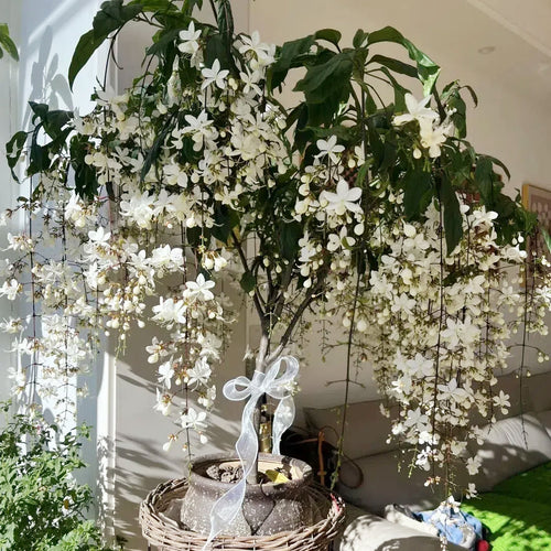 WinterBloom – Planta de jazmín colgante resistente al invierno