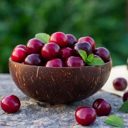 🍒 (Nueva Cosecha) Semillas de Cereza Dulce 🌿Pre-preparadas para Alta Germinación (99% de Germinación)