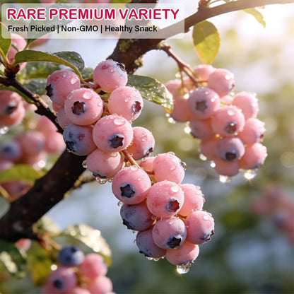 PinkDelight Berries – Semillas de Jardín Premium