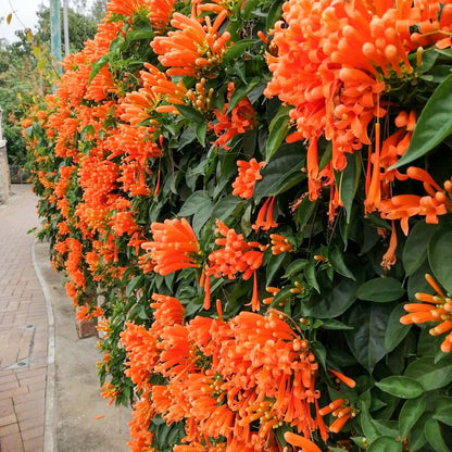 FloraAura "Alfombra de Colibríes" – Semillas de Epilobium garrettii Rainbow Burst