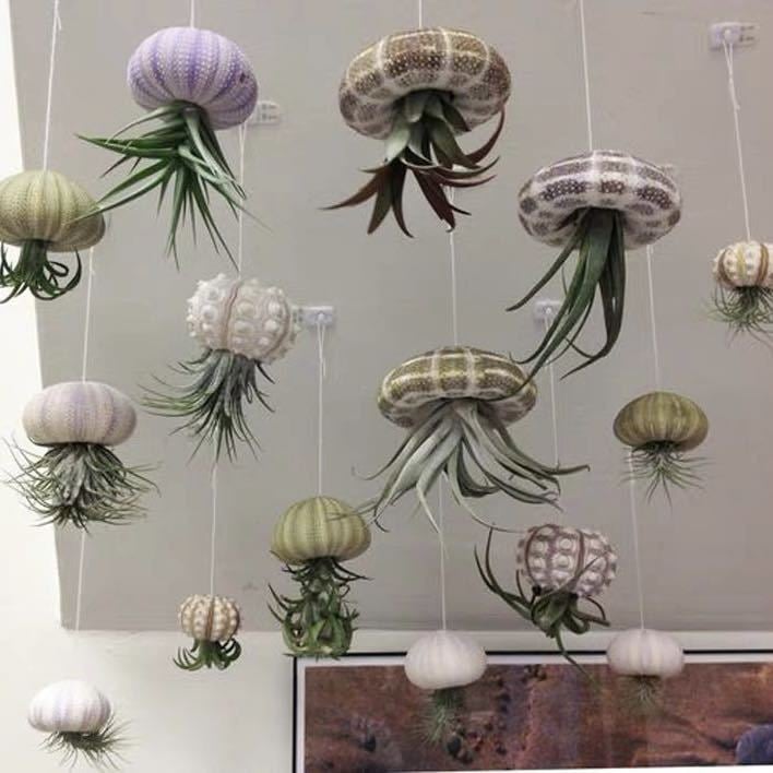 AquaBloom – Medusas de plantas de aire colgantes
