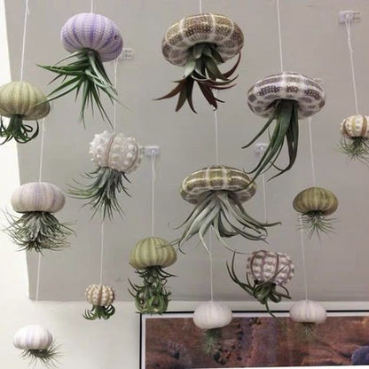 AquaBloom – Medusas de plantas de aire colgantes
