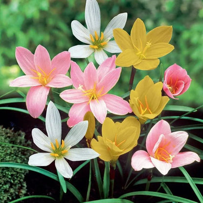PetalBurst - Bulbos de Floración Rápida