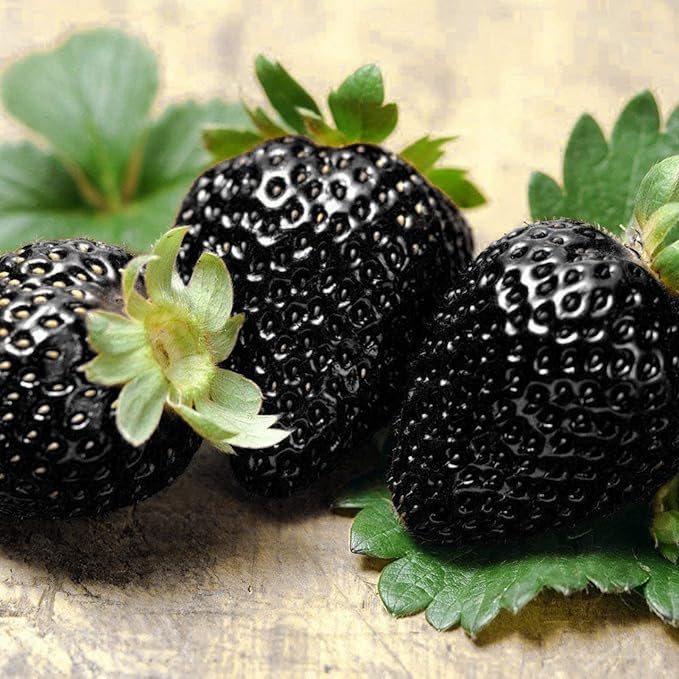 GardenCore – Seltene schwarze Erdbeersamen