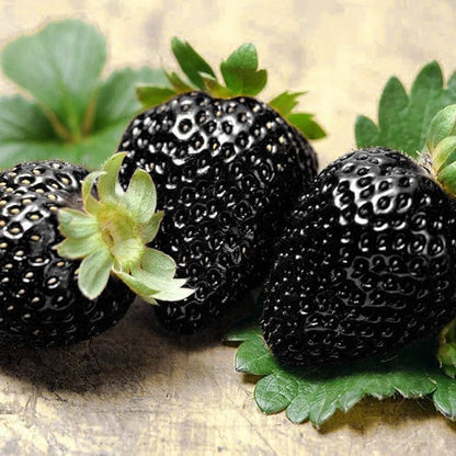 GardenCore – Seltene schwarze Erdbeersamen