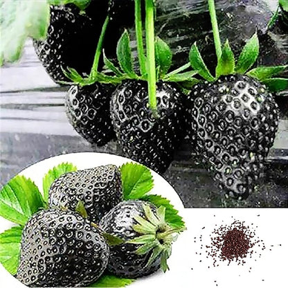 GardenCore – Seltene schwarze Erdbeersamen