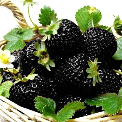 GardenCore – Seltene schwarze Erdbeersamen