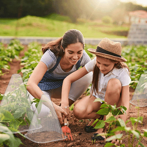 EcoBloom – Cubiertas Reutilizables para Plantas de Invernadero