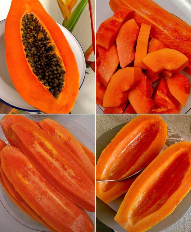 DragonHarvest – Plántulas raras de papaya 'Garra de dragón'