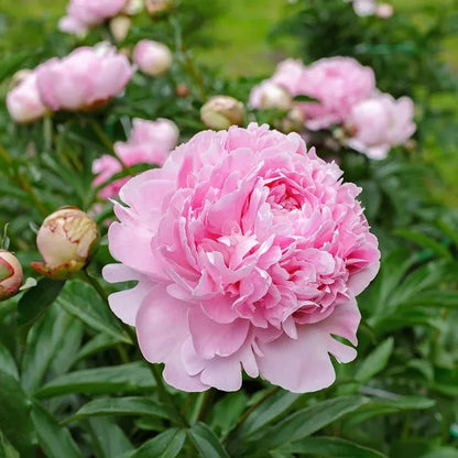 RoyalBloom - Semillas de peonía de lujo | La Reina de las Flores