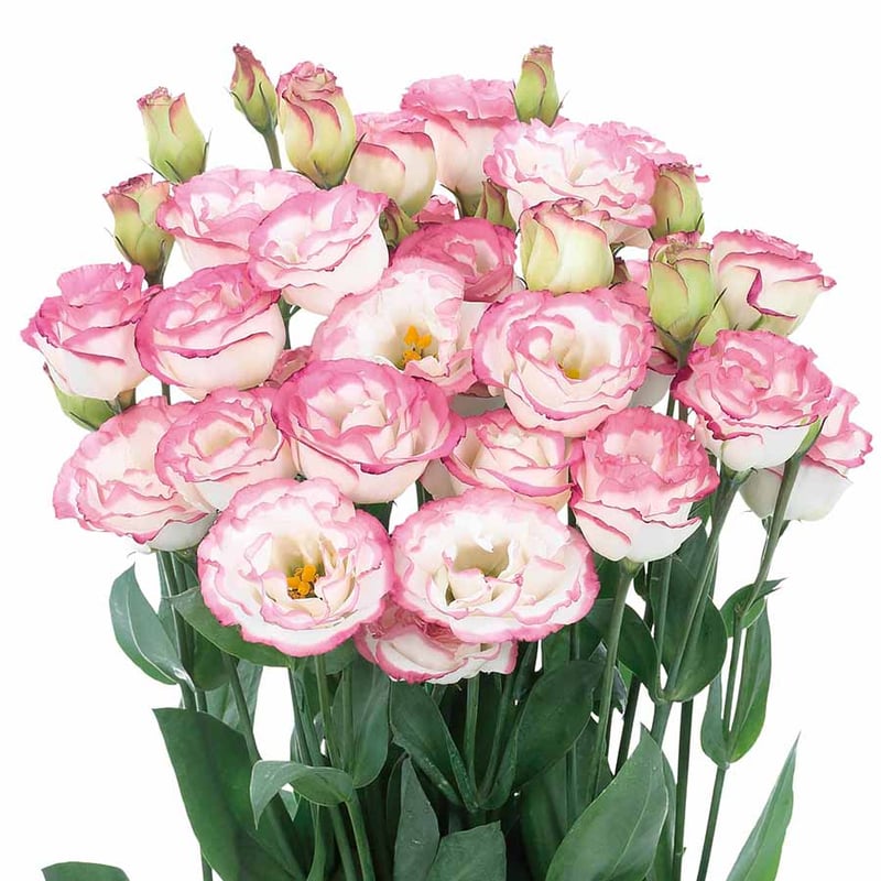 BloomRidge – Semillas de Lisianthus Perennes Resistentes