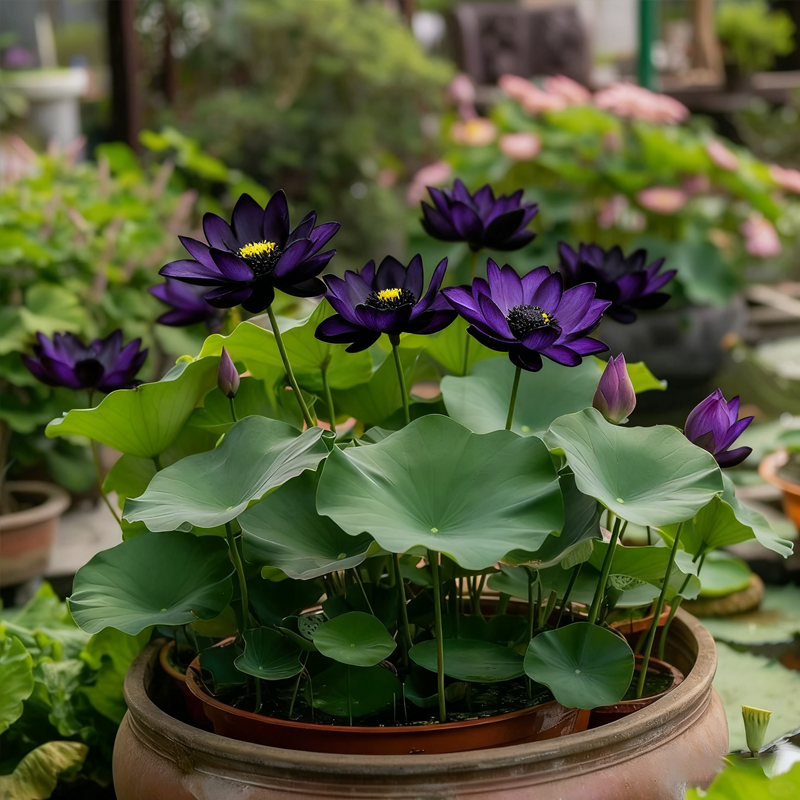 ZenLotus – Semillas de loto morado medianoche