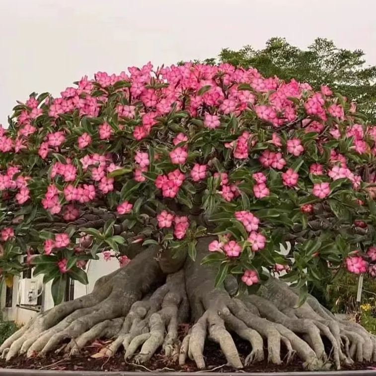 Jardín SunRose – Semillas de Flor del Desierto