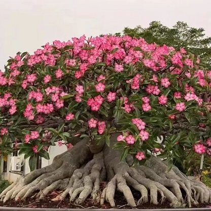 FloraOasis – Semillas de Adenium Premium