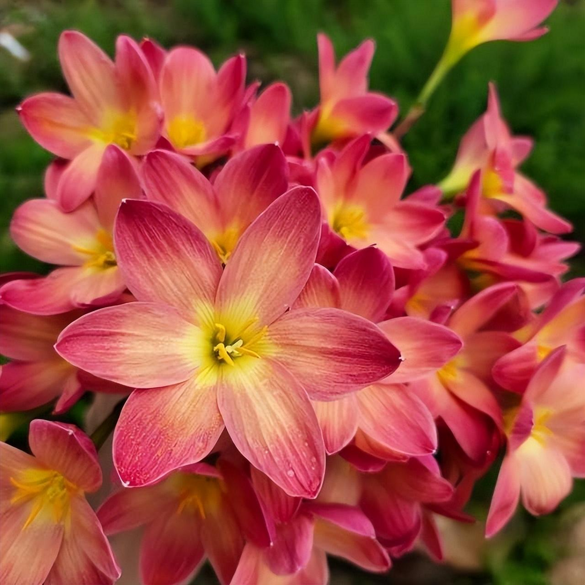 PetalBurst - Bulbos de Floración Rápida
