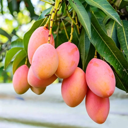 MangoMajesty – Kit de cultivo tropical