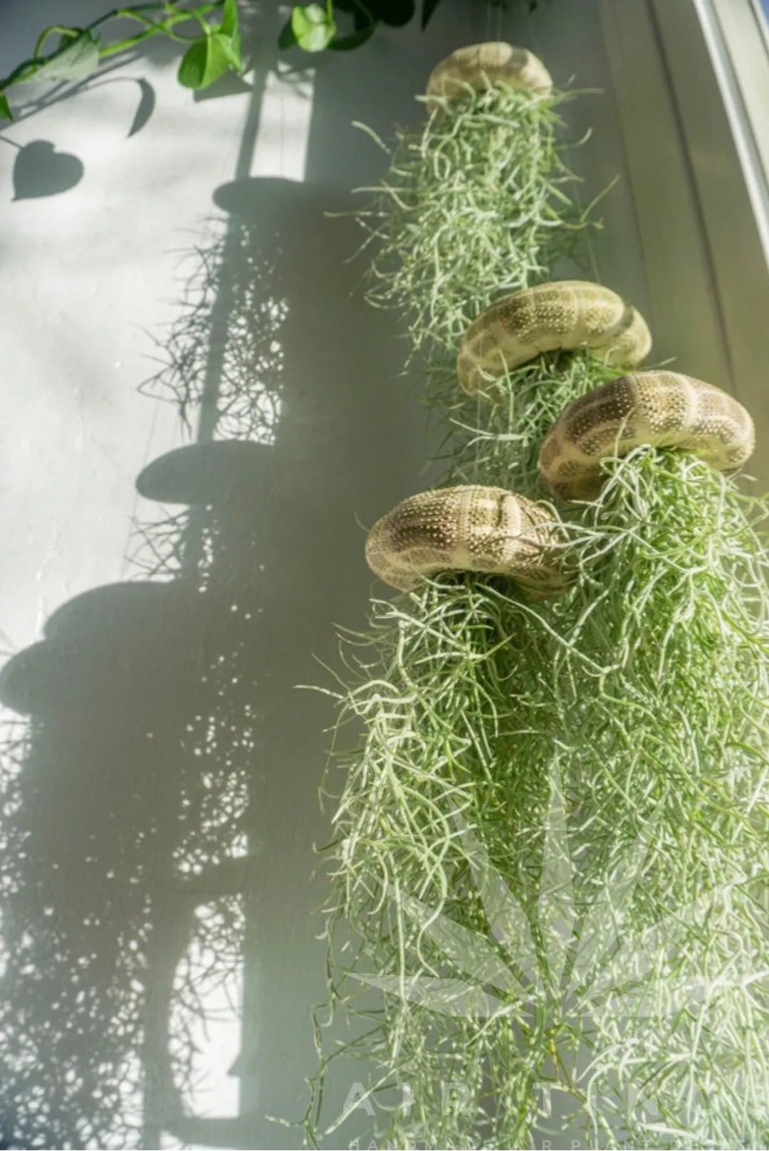 AquaBloom – Medusas de plantas de aire colgantes