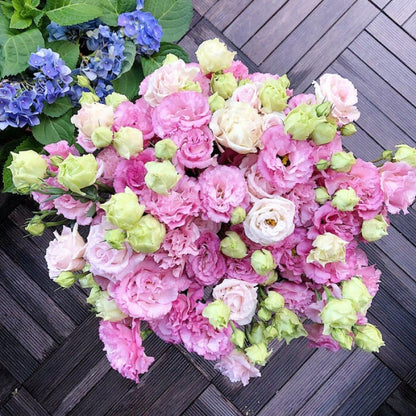 BloomRidge – Semillas de Lisianthus Perennes Resistentes